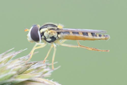 Réf. 233 746 : Sphaerophoria scripta