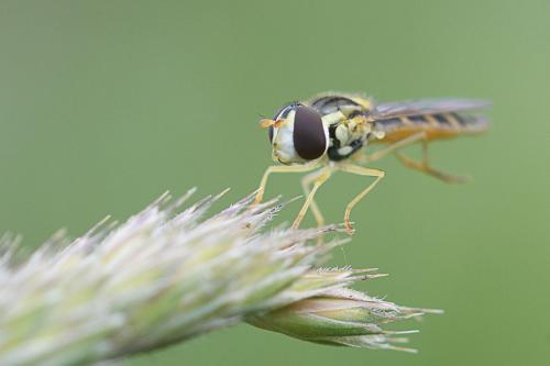 Réf. 233 747 : Sphaerophoria scripta