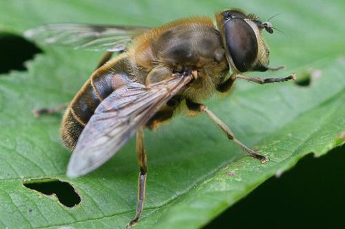 Réf. 233 882 : Eristalis tenax