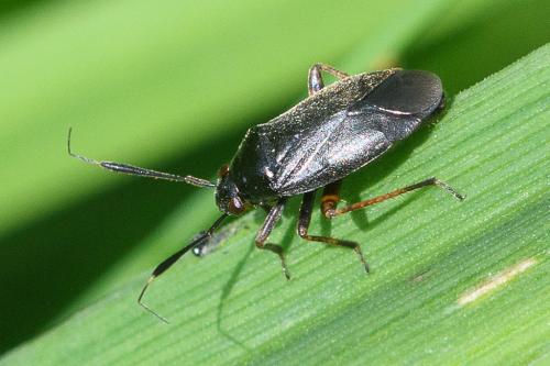 Réf. 233 261 : Capsus ater
