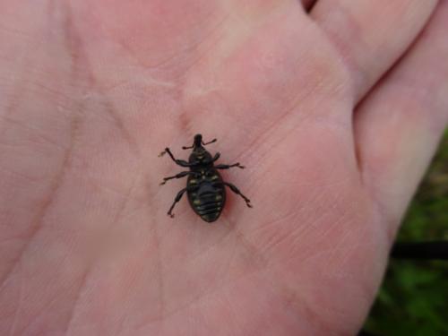 Liparus coronatus