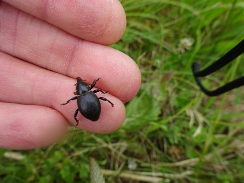 Liparus coronatus