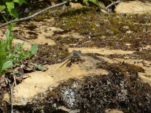 Orthetrum cancellatum