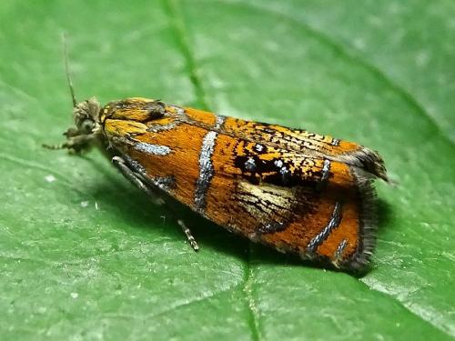 Réf. 233 561 : Olethreutes arcuella
