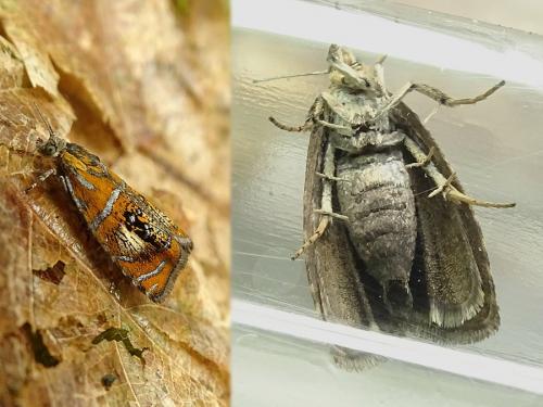 Réf. 233 696 : Olethreutes arcuella