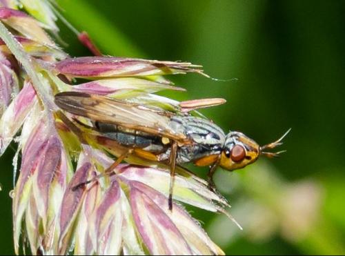 Dorycera graminum