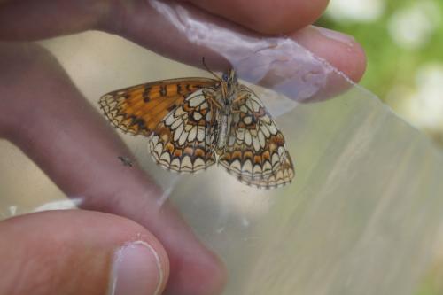 Melitaea athalia