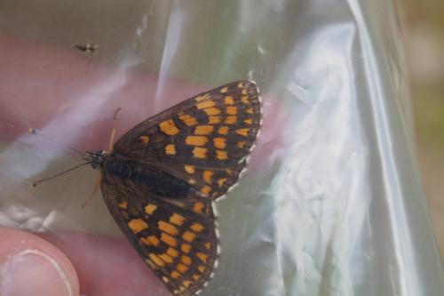 Melitaea athalia