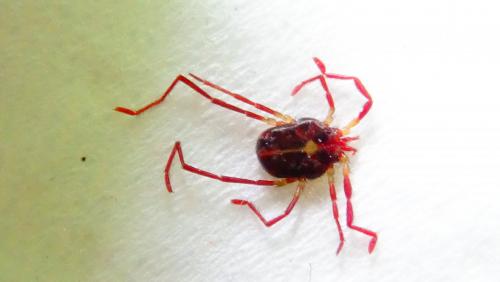 Erythraeus sp.