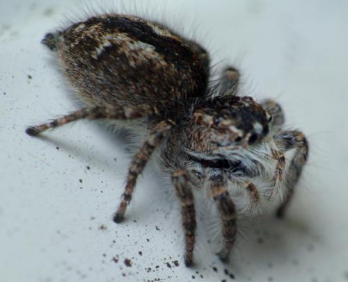 Philaeus chrysops