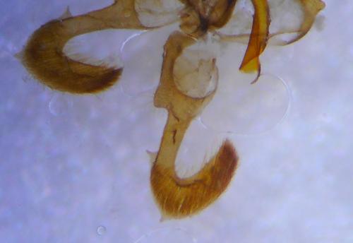Dichrorampha petiverella