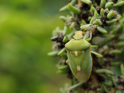 Brachynema purpureomarginatum purpureomarginatum