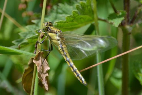 Orthetrum cancellatum