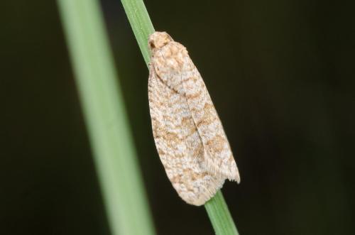 Isotrias stramentana