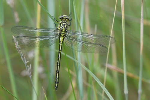 Stylurus flavipes