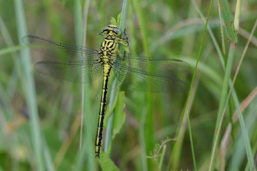 Stylurus flavipes
