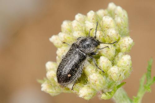Enicopus sp.