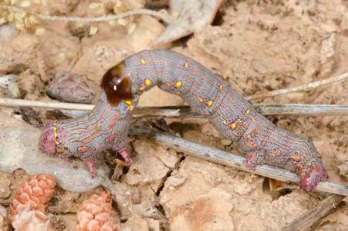 Réf. 233 329 : Lycia hirtaria