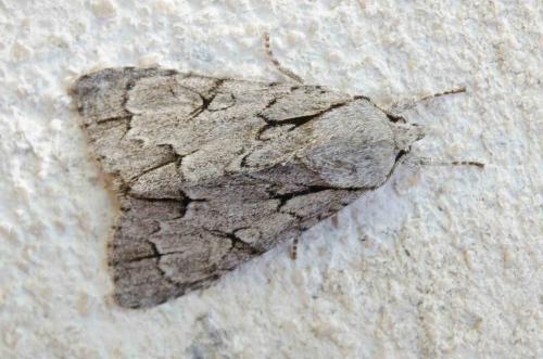 Réf. 233 765 : Acronicta sp.