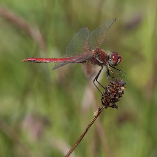 Sympetrum fonscolombii