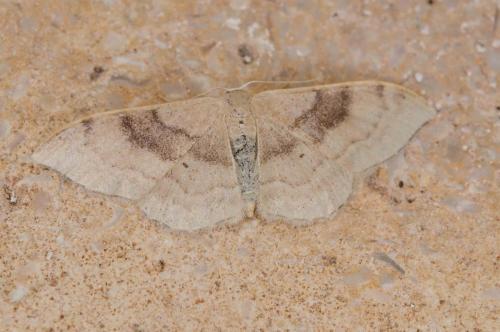 Réf. 233 861 : Idaea degeneraria