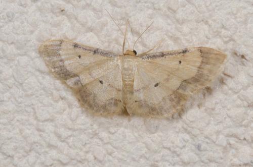 Idaea politaria