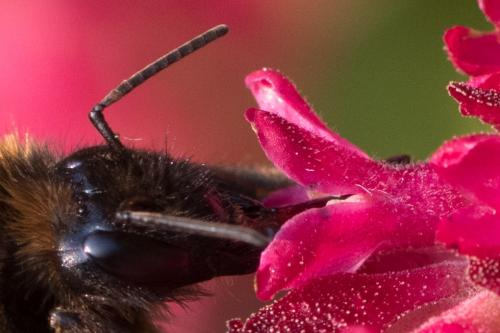 Bombus hypnorum