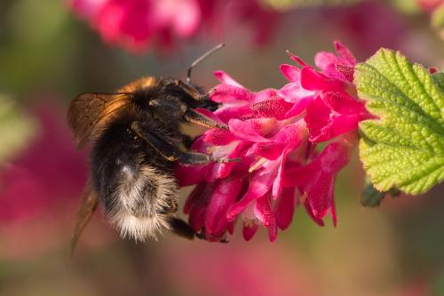 Bombus hypnorum