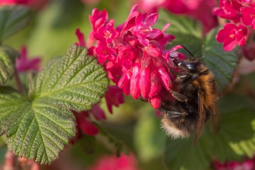 Bombus hypnorum