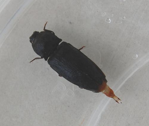 Réf. 233 297 : Agrypnus murinus