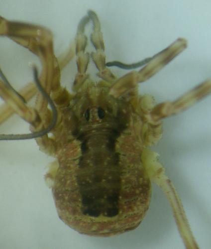 Lacinius ephippiatus
