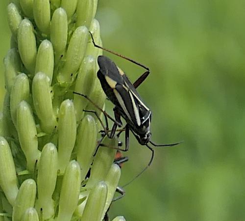 Réf. 233 354 : Hadrodemus m-flavum