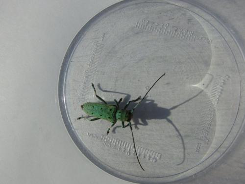 Saperda octopunctata