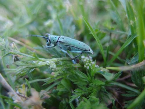 Saperda octopunctata
