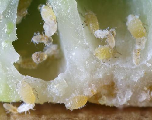 Sacchiphantes abietis