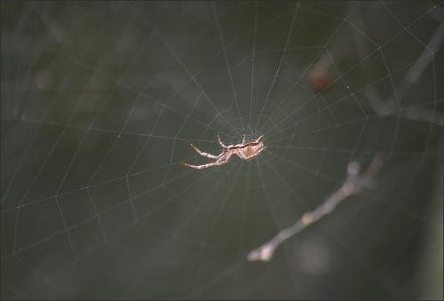 Uloborus walckenaerius