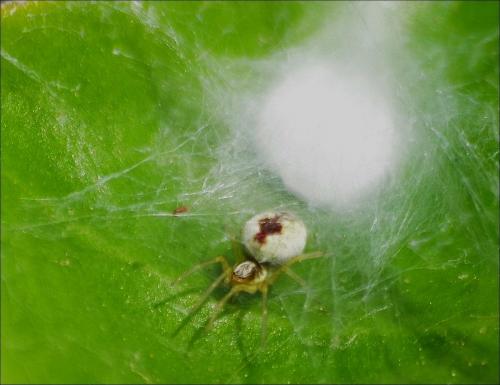 Nigma puella