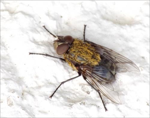 Pollenia sp.