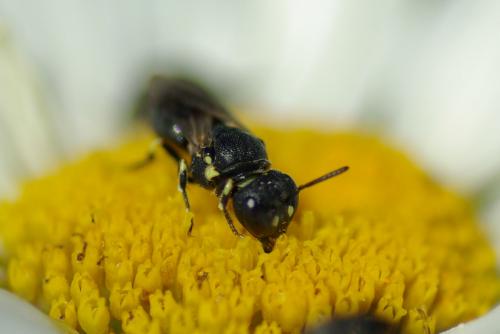 Réf. 233 496 : Hylaeus (annularis-dilatatus-euryscapus)