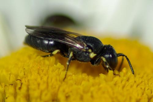 Réf. 233 497 : Hylaeus (annularis-dilatatus-euryscapus)