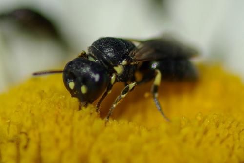 Réf. 233 498 : Hylaeus (annularis-dilatatus-euryscapus)