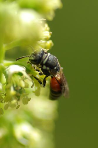 Hylaeus (meridionalis-variegatus)