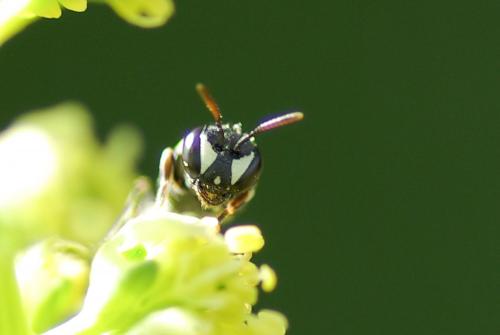 Réf. 233 339 : Hylaeus (meridionalis-variegatus)