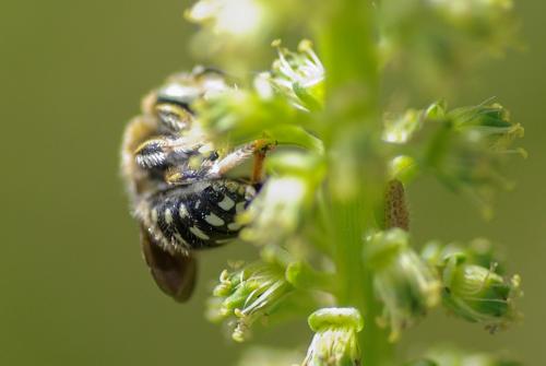 Réf. 233 581 : Anthidium punctatum