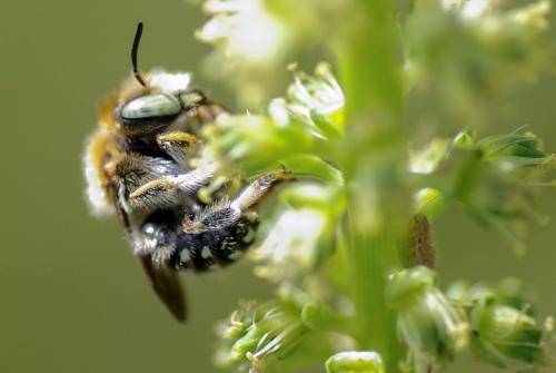 Réf. 233 582 : Anthidium punctatum