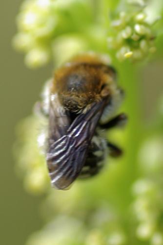 Réf. 233 583 : Anthidium punctatum