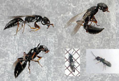 Réf. 233 652 : Laelius sp.