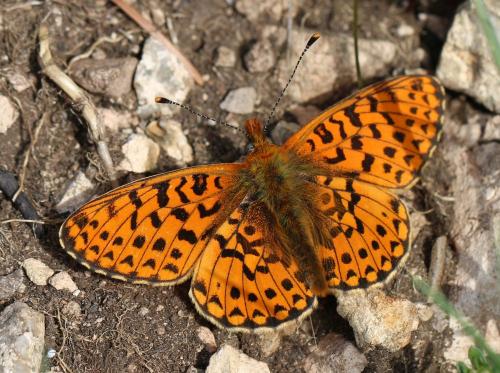 Boloria euphrosyne