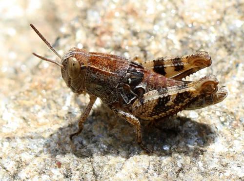 Calliptamus sp.