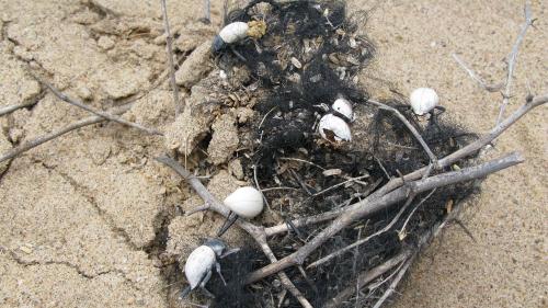 Réf. 233 466 : Onymacris candidipennis